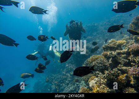 Plongée sous-marine explorant le récif Gota Abu Ramada sur 30 septembre 2022 à Hurghada, Mer Rouge, Egypte. Gota Abu Ramada est un récif ovale de taille moyenne entouré d'un fond marin plat et peu profond, situé à environ 1 heures en bateau, au sud de Hurghada. C'est l'un des sites de plongée les plus populaires de la région. Hurghada, et il est également appelé l'Aquarium, en raison de la variété et du grand nombre d'espèces de poissons. La profondeur maximale de ce site de plongée est d'environ 15 mètres. Ici, à Gota Abu Ramada, vous pouvez voir et vivre des moments merveilleux. C'est probablement le point le plus éloigné de votre plongée si vous commencez votre di Banque D'Images