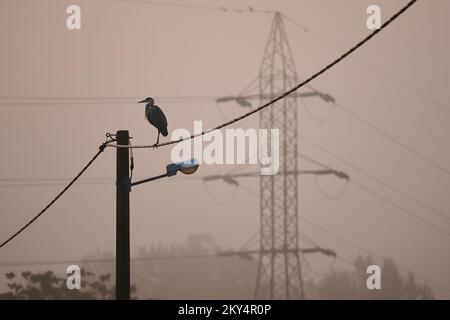 Un héron gris sur une ligne électrique près du lac Jarun pendant la matinée brumeuse à Zagreb, en Croatie, sur 13 octobre 2022. Photo: Davor Puklavec/PIXSELL Banque D'Images