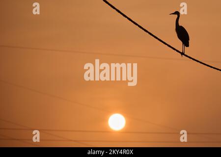 Un héron gris sur une ligne électrique près du lac Jarun au lever du soleil à Zagreb, en Croatie, sur 13 octobre 2022. Photo: Davor Puklavec/PIXSELL Banque D'Images