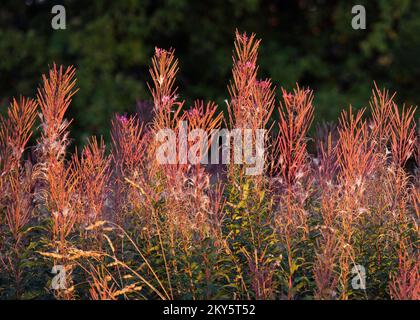 Fleurs sauvages vivaces 'Epilobium angustifolium ' Fireweed en automne sur Cannock Chase Staffordshire Angleterre Banque D'Images