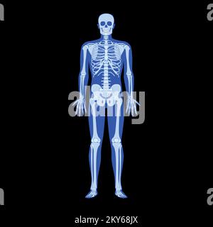 Squelette à rayons X corps humain - mains, jambes, coffres, têtes, vertèbres, Bassin, os adultes personnes roentgen vue de face. 3D concept bleu plat réaliste Illustration vectorielle de l'anatomie médicale isolée Illustration de Vecteur