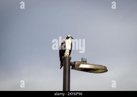 Osprey ou Pandion haliatus perçant sur un poste de lampe à Gilbert, Arizona. Banque D'Images