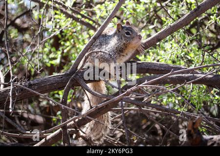 L'écureuil rocheux ou Spermophilus variegatus se reposant dans certaines branches du ranch d'eau riveraine en Arizona. Banque D'Images