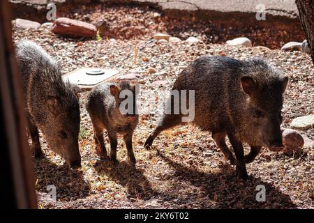 Famille de javelinas ou Pecari tajacu dans une cour à Payson, Arizona. Banque D'Images