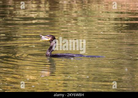 Le cormorant néotrope ou Nannopterum brasilianum se nourrissant de l'aigrette bleue au ranch d'eau riveraine en Arizona. Banque D'Images