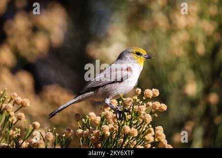 verdin mâle ou Auriparus flaviceps perçant dans un balai de désert au ranch d'eau riveraine en Arizona. Banque D'Images