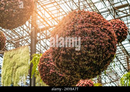 Les pots de plantes sont suspendus sous le plafond haut. Pots de plantes de forme ronde avec de belles feuilles rouges. Vis sans fin yeux voir les pots de plantes suspendus. Banque D'Images