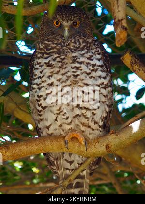 Hibou puissant et vigilant à montage rapide avec yeux jaune vif et plumage camouflé. Banque D'Images