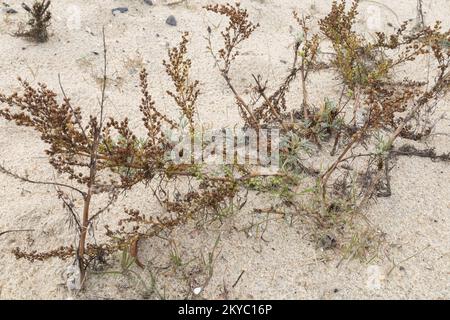 Plage Wormwood - Artemisia campestris ssp. caudata Banque D'Images