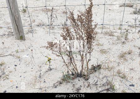 Plage Wormwood - Artemisia campestris ssp. caudata Banque D'Images