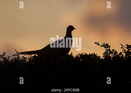 Faisan à col commun ou à anneau (Phasianus colchicus) oiseau femelle adulte sur un hédgerow au coucher du soleil, Suffolk, Angleterre, Royaume-Uni Banque D'Images