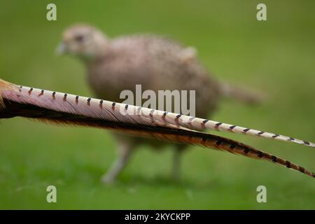 Faisan à col commun ou à anneau (Phasianus colchicus) oiseau femelle adulte debout d'un oiseau mâle plumes de queue, Norfolk, Angleterre, Royaume-Uni Banque D'Images