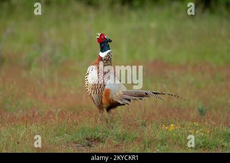 Faisan à col commun ou à anneau (Phasianus colchicus) oiseau mâle adulte appelant lors de son exposition de vaisseau sur la prairie, Suffolk, Angleterre, United Banque D'Images