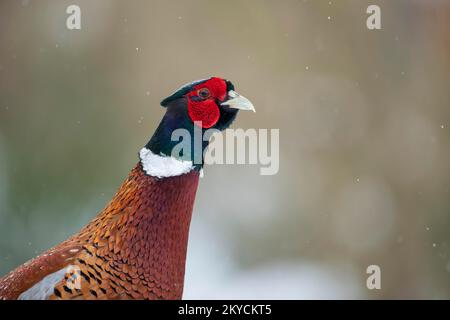 Faisan à col commun ou à anneau (Phasianus colchicus) oiseau mâle adulte debout dans la neige en chute, Suffolk, Angleterre, Royaume-Uni Banque D'Images