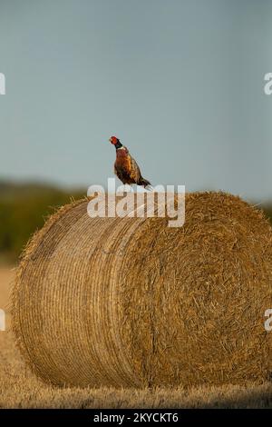 Faisan à col commun ou à anneau (Phasianus colchicus) oiseau mâle adulte debout sur une balle de paille dans un champ de chaume agricole, Norfolk, Angleterre, United Banque D'Images