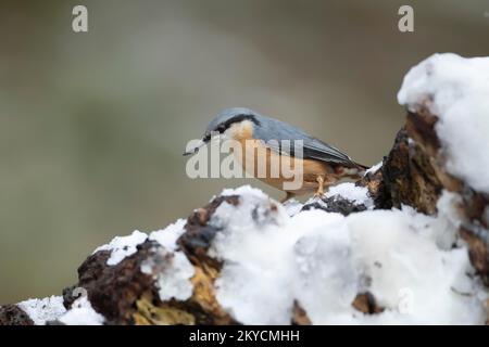 Nuthatch européen (Sitta europaea) oiseau adulte sur une souche d'arbre enneigée en hiver, Suffolk, Angleterre, Royaume-Uni Banque D'Images