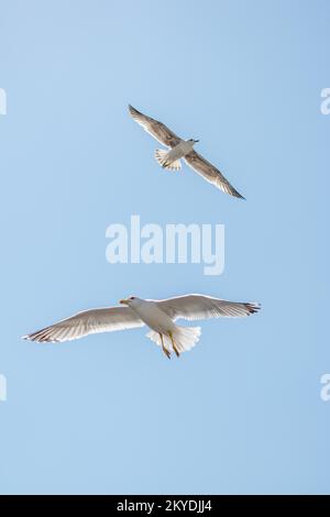 Deux mouettes volant dans un ciel en arrière-plan Banque D'Images