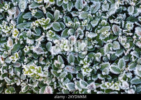 Gros plan, caisse commune (Buxus sempervirens), gel, hiver, les feuilles de la haie de buis sont couvertes de gel Banque D'Images