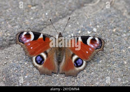 Gros plan, paon européen, papillon, ailes, Allemagne, Gros plan du paon papillon (Aglais io) avec ailes ouvertes Banque D'Images