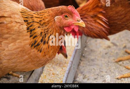 Poules de la gamme libre bio poulet pecking manger plateau de grain dans une ferme de campagne Banque D'Images