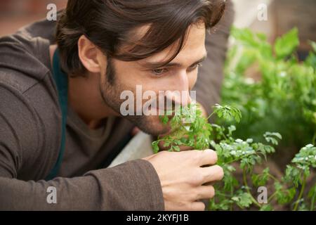 Rien ne vaut l'odeur des herbes fraîches. Un beau jardinier sentant des herbes fraîches dans une pépinière. Banque D'Images