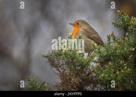 Vue sur le profil d'un robin perché sur le sommet d'un buisson de gorge Banque D'Images