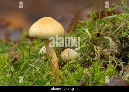 Un gros plan du niveau du sol, un Hypholoma fasciculare, communément connu sous le nom de champignon tuf de soufre. Banque D'Images