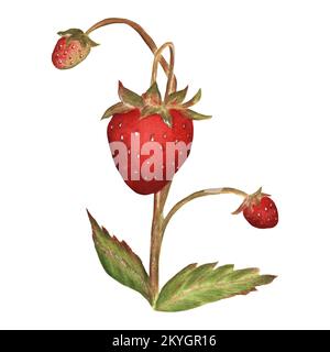 Fraise sauvage dessinée à la main. Un élément isolé de berr? définir. Illustration aquarelle pour la conception d'emballages, les produits d'impression, la conception textile et Banque D'Images