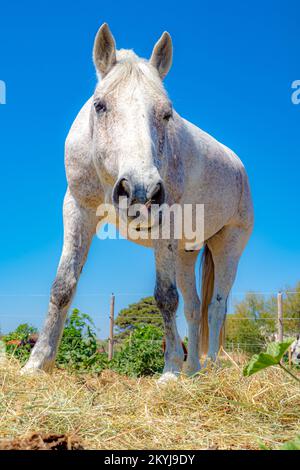 En regardant le cheval depuis le bas pendant qu'il se nourrit d'herbe au ranch à cheval Banque D'Images