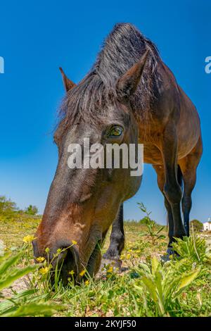 En regardant le cheval depuis le bas pendant qu'il se nourrit d'herbe au ranch à cheval Banque D'Images