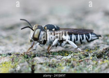Gros plan détaillé sur une abeille kleptoparasite femelle de couleur méditerranéenne blanche, Coelioxys argenteus Banque D'Images