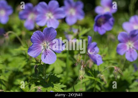 Wiesen-Storchschnabel, Wiesenstorchschnabel, Blauer Storchschnabel, Blaues Schnabelkraut, Geranium pratense, Meadow Cranl's Bill, Meadow Crane's bill, Banque D'Images