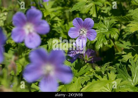 Wiesen-Storchschnabel, Wiesenstorchschnabel, Blauer Storchschnabel, Blaues Schnabelkraut, Geranium pratense, Meadow Cranl's Bill, Meadow Crane's bill, Banque D'Images