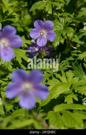 Wiesen-Storchschnabel, Wiesenstorchschnabel, Blauer Storchschnabel, Blaues Schnabelkraut, Geranium pratense, Meadow Cranl's Bill, Meadow Crane's bill, Banque D'Images