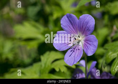 Wiesen-Storchschnabel, Wiesenstorchschnabel, Blauer Storchschnabel, Blaues Schnabelkraut, Geranium pratense, Meadow Cranl's Bill, Meadow Crane's bill, Banque D'Images