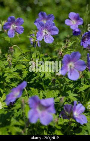 Wiesen-Storchschnabel, Wiesenstorchschnabel, Blauer Storchschnabel, Blaues Schnabelkraut, Geranium pratense, Meadow Cranl's Bill, Meadow Crane's bill, Banque D'Images