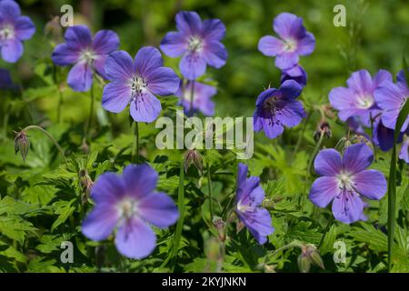 Wiesen-Storchschnabel, Wiesenstorchschnabel, Blauer Storchschnabel, Blaues Schnabelkraut, Geranium pratense, Meadow Cranl's Bill, Meadow Crane's bill, Banque D'Images