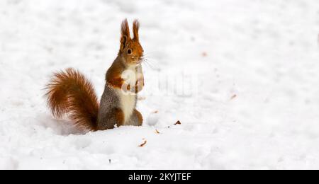 Un écureuil mignon rouge est assis dans la neige avec un magnifique arrière-plan flou dans le fond Banque D'Images