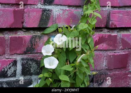 Gewöhnliche Zaunwande, Echte Zaunwande, klettert an einer Mauer mit Graffiti empor, Zaun-Winde, Calystegia sepium, hedge bindweed, Bindweed, Rutland b Banque D'Images