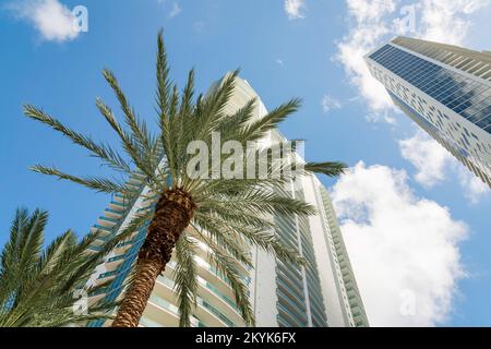 Vue sur les palmiers et deux condos modernes de plusieurs étages depuis le ciel de Miami, FL. Il y a un bâtiment sur la gauche avec des balcons et construire Banque D'Images