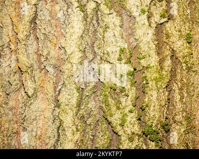 Texture de l'écorce de l'arbre avec peu de pousses de feuilles vertes comme arrière-plan Banque D'Images