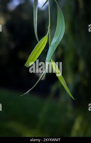 Une vue rapprochée de Willow Tree laisse Salix dans un parc de Cornwall au Royaume-Uni. Banque D'Images