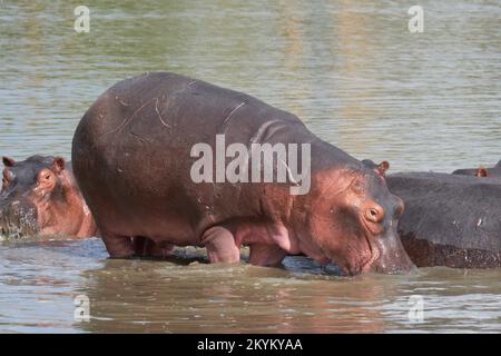 Les hippopotames ou les hippopotames se baignent dans un trou d'eau du parc national de Nyerere Banque D'Images