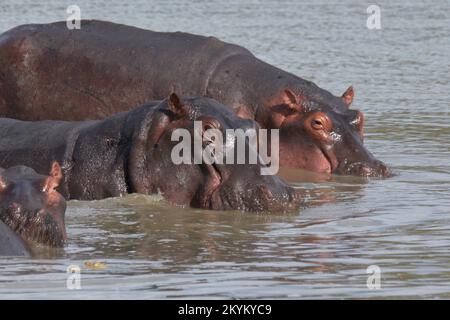 Les hippopotames ou les hippopotames se baignent dans un trou d'eau du parc national de Nyerere Banque D'Images