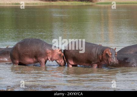 Les hippopotames ou les hippopotames se baignent dans un trou d'eau du parc national de Nyerere Banque D'Images