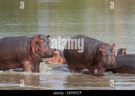 Les hippopotames ou les hippopotames se baignent dans un trou d'eau du parc national de Nyerere Banque D'Images