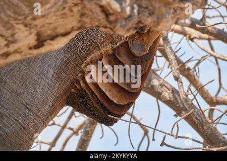 Un nid d'abeille africaine avec de nombreuses couches de nid d'abeille est suspendu d'un arbre dans le parc national de Nyerere Banque D'Images