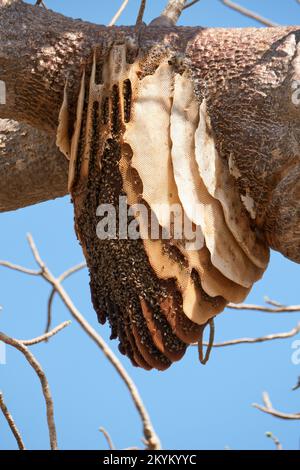 Un nid d'abeille africaine avec de nombreuses couches de nid d'abeille est suspendu d'un arbre dans le parc national de Nyerere Banque D'Images