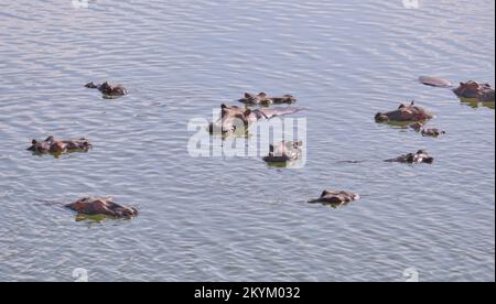 Les hippopotames ou les hippopotames se baignent dans un trou d'eau du parc national de Nyerere Banque D'Images