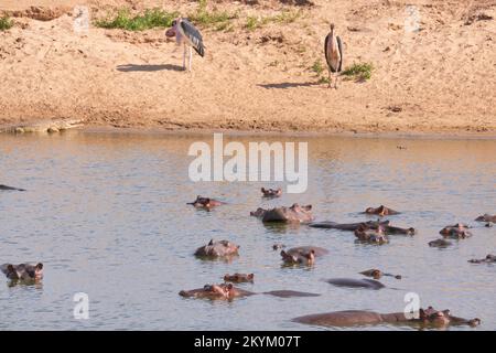 Hippopotames ou hippopotame baignez-vous dans un trou d'eau dans le parc national de Nyerere, sous le regard d'un Crocodile et d'un porc de Maribou Banque D'Images